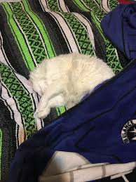 She S Been Talking In Her Sleep Lately Sleep Animals Talk