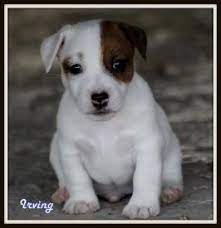 Ejrtca Akc English Short Legged Jack Russell Terriers Louisiana Breeder Jack Russell Terrier Jack Russell Terrier