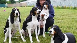 Image result for švycký honič