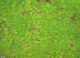You may find moss to be magical. Moss Algae Control In Lawns Home Garden Information Center