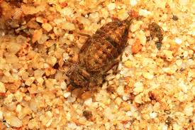 We accept visa, mastercard, afterpay, zip and laybuy as payment types. Gomphus Postocularis Dragonfly Nymph In Japan Stock Photo Picture And Royalty Free Image Image 31293410