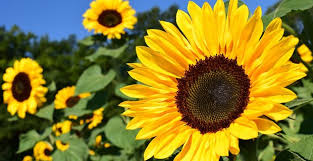 May 01, 2020 · may is known as a month of transition. Flower Facts 35 Amazing Facts About Flower Kickassfacts Com