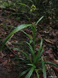 Image result for Hypolytrum