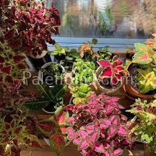 Image result for Coleus tetragonus