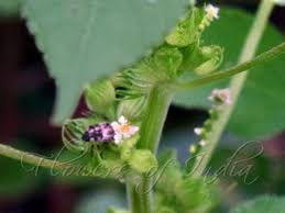 Image result for Acalypha ciliata