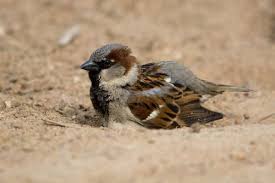 Birds Outside My Window Outside My Window Why Do Birds Take Dust Baths Dust Bath Wild Birds Unlimited Why Do Birds