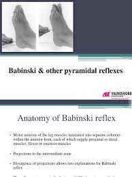 Image result for Babinski Reflex