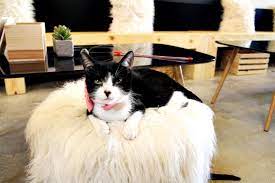 Coffee cats is an innovative and distinctive approach to a coffee shop and is located in historic valley junction in west des moines. There S Finally A Cat Cafe In Los Angeles At Crumbs Whiskers