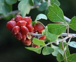 Image result for Sorindeia rhodesica