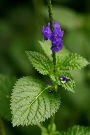 Image result for Stachytarpheta