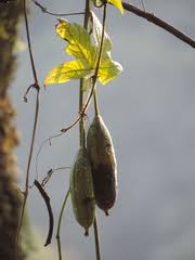 Image result for Coccinia mildbraedii