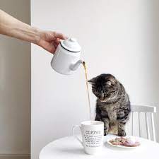 16 Exhilarating Coffee Cake Ideas Cats Crazy Cats Cute Cats