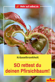 Krauselkrankheit Selbst De Pfirsichbaum Schadlinge Im Garten Pfirsich