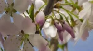 Поделись найденными gif или попробуй похожие gif запросы. Blooming Flowers Blooming Natureza Gif Find On Gifer