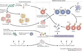 Pin On Immunology Resources