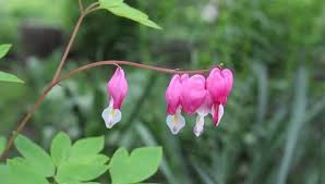 Image result for Impatiens bequaertii
