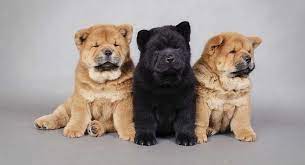 Use them in commercial designs under lifetime, perpetual & worldwide rights. Chow Chow The Complete Guide To An Increasingly Popular Pup