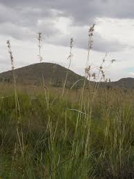 Image result for Cymbopogon pospischilii