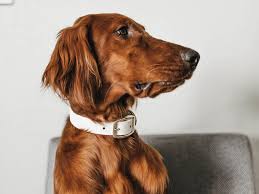 Image result for invalid dog wheelset