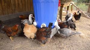The diy chicken feeders feeders are durable and affordable to promote profitability. How To Make An Automatic Chicken Feeder 13 Steps With Pictures