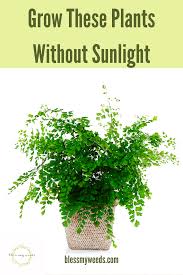 Plants That Grow Without Sunlight Indoor Garden Blessmyweeds Com In 2020 Plants Low Light Plants Artificial Light For Plants