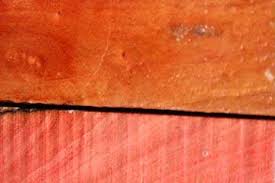 Image result for Berchemia zeyheri