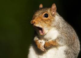 Squirrels Express Frustration By Twitching Their Tails