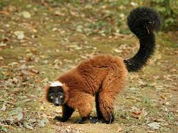 Lemur Red Ruffed Lemur Information For Kids Lemur Primates Animals Wild