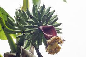 Image result for Musa paradisiaca