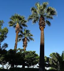 Image result for Washingtonia filifera