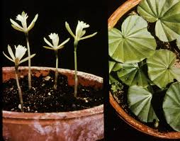 Image result for Nervilia petraea