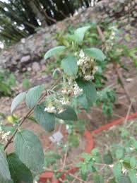 Image result for Lippia oatesii