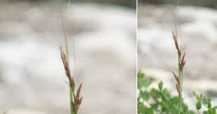 Image result for Carex steudneri