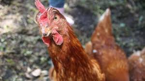 We did not find results for: How To Know What You Re Getting When You Buy Free Range Eggs Sbs Food