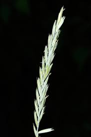 Image result for Anthephora pungens