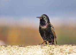 140+ David Glance Stock Photos, Pictures & Royalty-Free Images