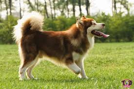 Over 40,000+ cool wallpapers to choose from. Dogs Page 9