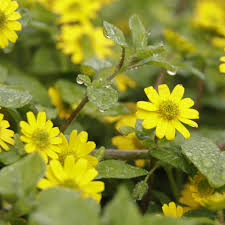 Image result for foto Vitálka