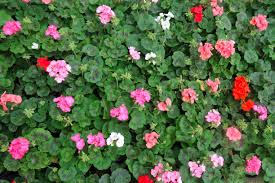 Image result for Pelargonium grossularioides