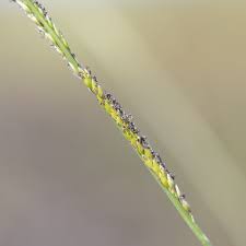 Image result for Eriochloa macclounii