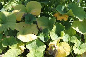 Growing cucumber in the container/ leaves are turning yellow/backyard gardening. Squash And Cucumbers Turning Yellow