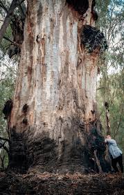 Image result for Eucalyptus camaldulensis