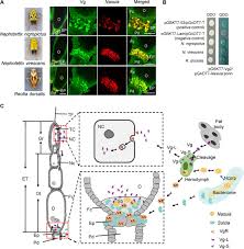 Insect Bacterial Symbiont-Mediated Vitellogenin Uptake into Oocytes To  Support Egg Development