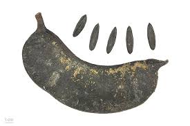 Image result for Parkia