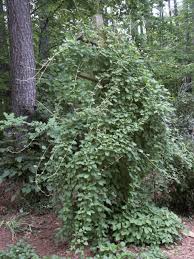 And like a cat in your lap, you better get used to it. Invasive Plants Walter Reeves The Georgia Gardener