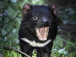 Vaguely bearlike in appearance and weighing up to 26 pounds, it is 20 to 31 inches long and has a. Tasmanian Devils Bush Heritage Australia