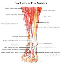 Tendons vary in size and are somewhat elastic and attach bones to muscles. Pin On Medical