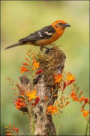 Orange Birds Of Western Washington Flame Colored Tanager Piranga Bidentata Perched On A Branch At San Gerardo De Dota Costa Rica For More Visit Www Chrisj Beautiful Birds Pretty Birds Birds