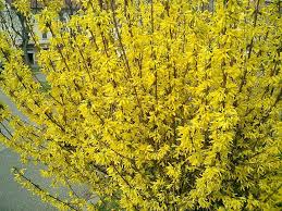 How To Grow Forsythia For Spring Color Forsythia Pruning Shrubs Plants