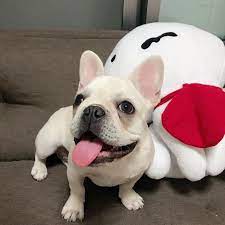 シロをボコボコにした後の勝利の顔 元気なのは嬉しいですが 怪我だけはしないでくださいね フレンチブルドッグ フレンチブルドッグクリーム フレブル 鼻ぺちゃ ブヒ 愛犬 れおん frenchiebulldog frenchie frenc french bulldog bulldog dogs